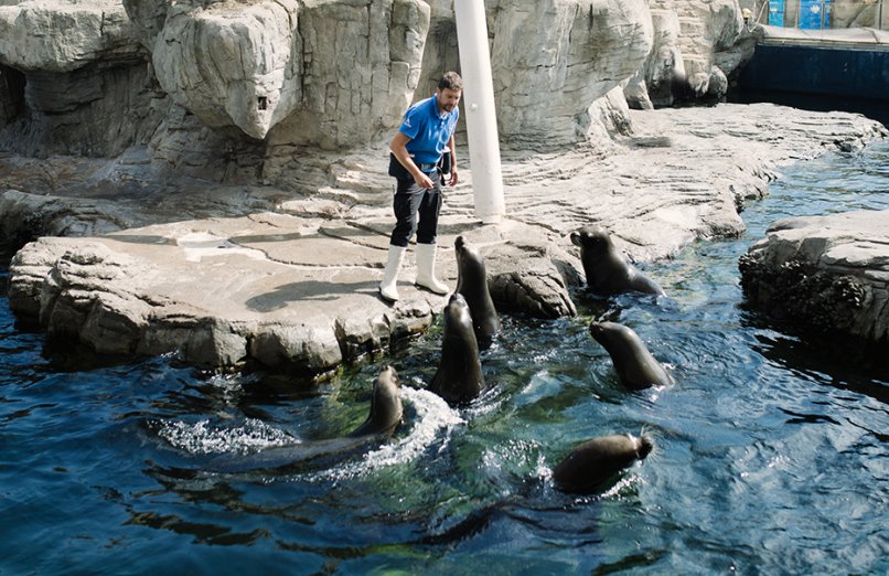 focas oceanografic