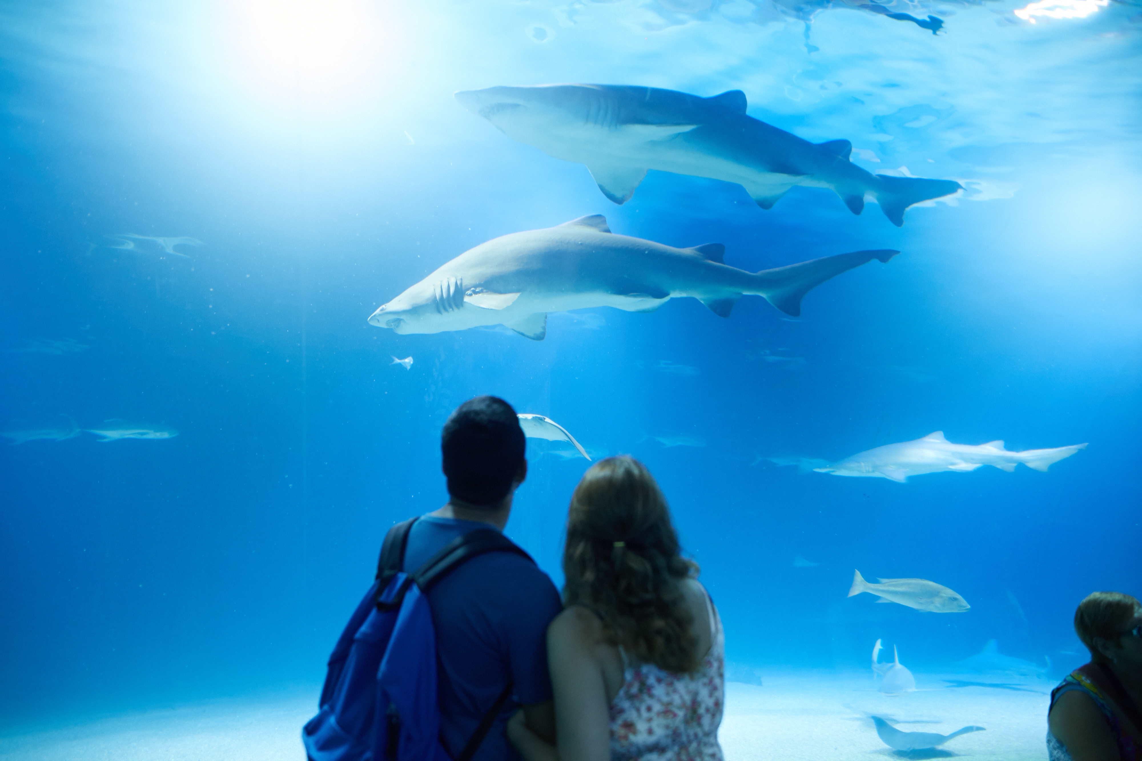 Oceanogràfic de València