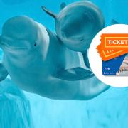 Pack 72 horas Oceanografic
