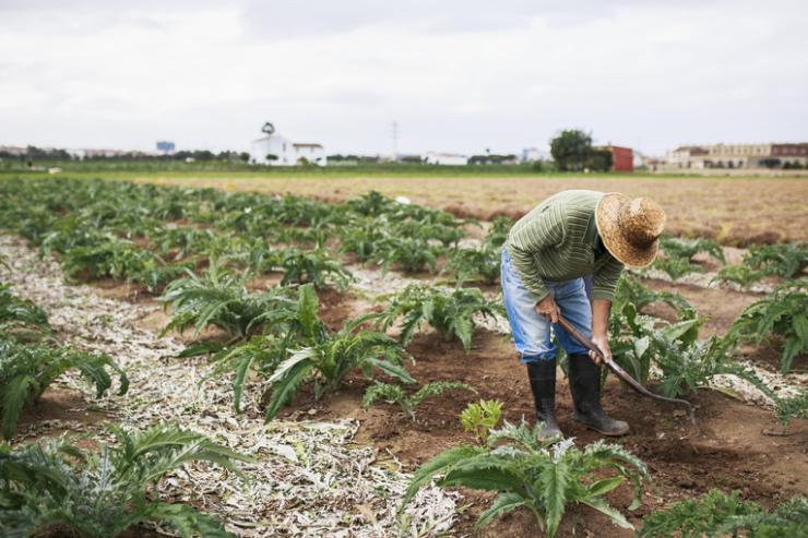 Huerta2